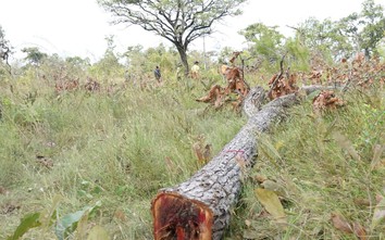Kiểm tra phá rừng tại Gia Lai sau phản ánh của báo chí