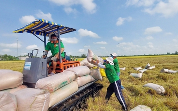 Chiếm thị phần lớn nhất tại Trung Quốc, xuất khẩu gạo Việt Nam dự báo đạt kỷ lục