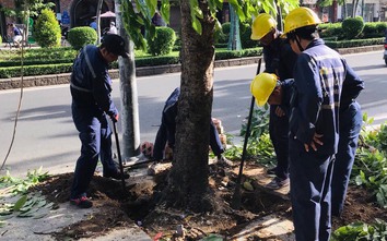 Tránh kẹt xe, vì sao TP.HCM không đốn hạ cây xanh vào ban đêm?