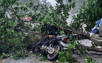 Mưa lớn, cây bật gốc đè trúng người đi xe máy ở Quảng Trị