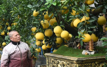 Bưởi cảnh bonsai giá cả trăm triệu đồng bày bán ở Hà Nội