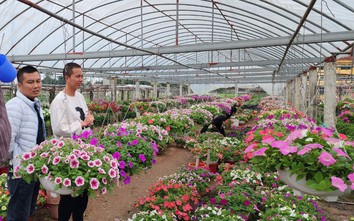 Làng hoa lớn nhất Thái Bình tấp nập khách mua, giá hoa Tết dự kiến tăng nhẹ