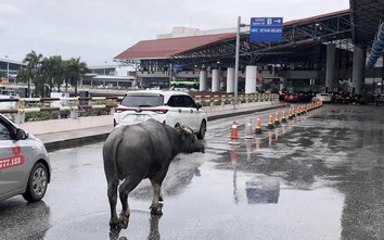 Hi hữu: Trâu bất ngờ xuất hiện ngay trên đường dẫn lên sân bay Nội Bài