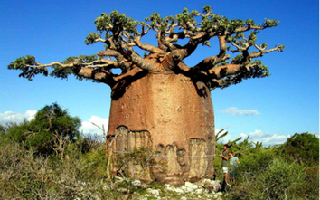 Ghé thăm đại lộ Baobab ở Madagascar