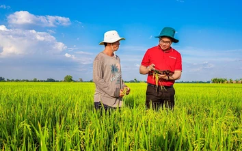 Ngân hàng Nhà nước triển khai đề án 1 triệu hecta lúa gắn với tăng trưởng xanh