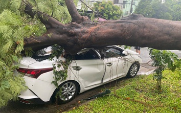 Cây phượng cổ thụ trong trường tiểu học bật gốc, đè hỏng ô tô