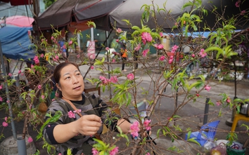 Người dân Thủ đô chi tiền triệu mua đào nở sớm