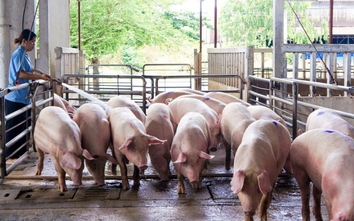 Thịt lợn giảm giá dịp sát Tết