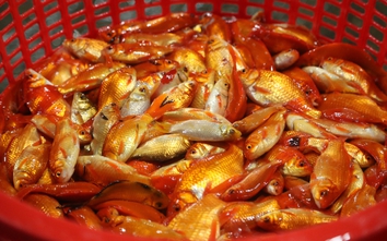 Cá chép "nhuộm đỏ" chợ Yên Sở ngày ông Công ông Táo