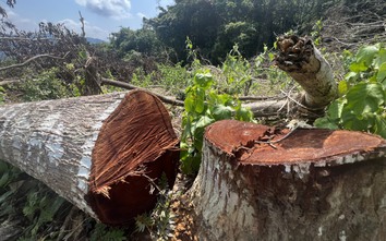 Bình Định: Hàng loạt cây sao đen 15 năm tuổi bị đốn hạ trong rừng phòng hộ
