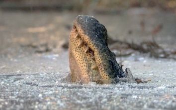 Giải mã hiện tượng cá sấu nổi lên mặt nước trong mùa đông