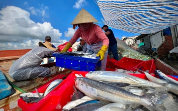 Nhộn nhịp những chuyến tàu đầy ắp cá tôm từ Hoàng Sa trở về ngày cận Tết