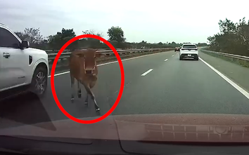 Loạt ô tô phanh vội, bẻ lái gấp tránh bò chạy trên cao tốc