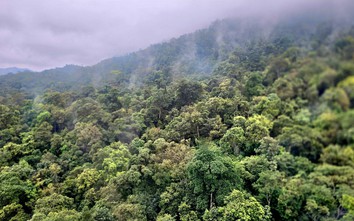Vì sao Việt Nam chỉ bán 5 USD cho mỗi tín chỉ carbon rừng?