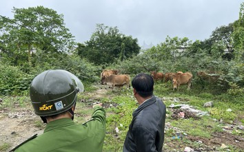 Chủ quán bê thui đến TP Huế trộm 12 con bò đem bán dần