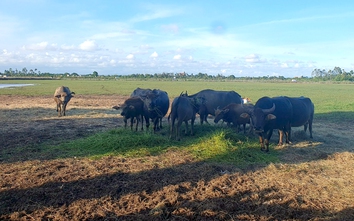 Những dự án “rùa bò” làm khổ dân ở Hải Phòng: Ba đại dự án “treo bền vững”