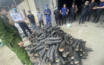 Gần 1,6 tấn ngà voi nhập lậu qua cảng ở Hải Phòng, công ty "ma" đứng tên nhận hàng
