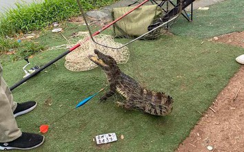 Người dân bất ngờ bắt được cá sấu dài gần 1m giữa hồ câu ở Hà Nội