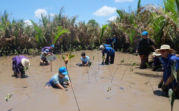 SASCO phủ xanh vùng đất ngập mặn bằng 1.000 cây đước