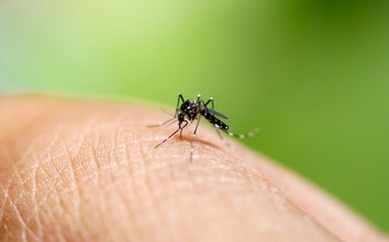 Tăng ca mắc sốt xuất huyết, chuyên gia chỉ cách diệt muỗi hiệu quả