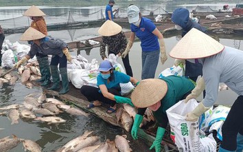 Xác định nguyên nhân hàng trăm tấn cá lồng chết ở Hải Dương