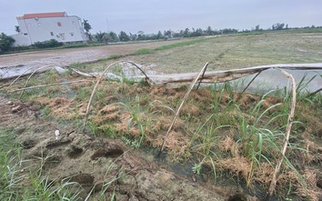 Vì sao cánh đồng lúa mênh mông gần khu công nghiệp Bắc Tiền Phong chết hàng loạt?