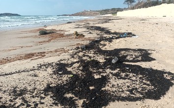 Khẩn trương thu gom dầu vón cục dạt vào bờ biển Mũi Né