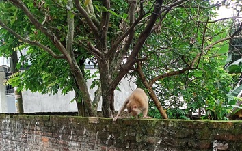 Đàn khỉ hoang bất ngờ xuất hiện trong phố, vô tư lục lọi đồ đạc nhà dân ở Hải Phòng