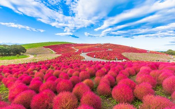 Thiên đường hoa 4 mùa ở Nhật Bản