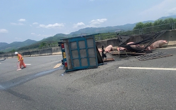 Lật xe tải, lợn nằm lổm ngổm trên cao tốc Đà Nẵng - Quảng Ngãi