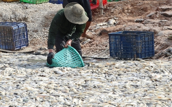 Đồng Nai: Đã vớt xong 200 tấn cá chết trên hồ Sông Mây
