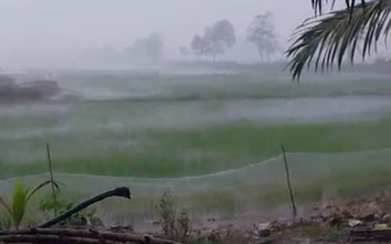 Cơn mưa vàng giải cứu hơn 4.000ha lúa ở Bạc Liêu