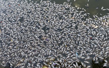 Cá chết nổi trắng hồ Bàu Sen ở Quy Nhơn bốc mùi hôi thối giữa trời nắng nóng