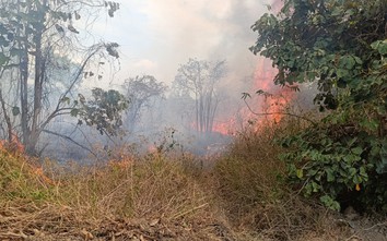 Khánh Hòa: 45ha mía của dân bị lửa rừng thiêu trụi