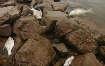 Bất thường nhiều loại cá, tôm chết, dạt vào bờ sông Đáy