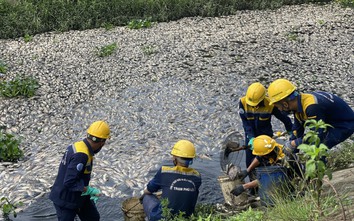 Cá chết nổi trắng mặt hồ ở Đà Nẵng