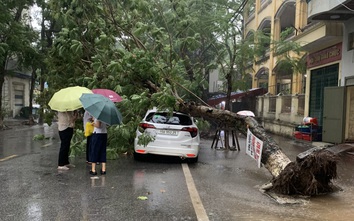 Bão số 2 đổ bộ: Quảng Ninh, Hải Phòng mưa lớn, nhiều cây xanh gãy đổ