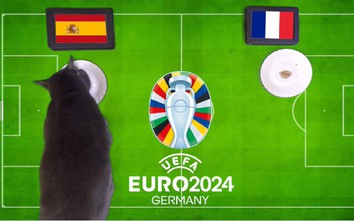 Mèo tiên tri dự đoán kết quả trận Tây Ban Nha vs Pháp: “Gà trống” tắt tiếng