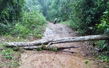 Cây rừng gãy đổ trúng xe máy, bé 2 tuổi tử vong, mẹ bị thương nặng