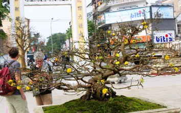 Hàng trăm cội hoàng mai khoe dáng bên bờ sông Hương trước thềm xuân mới