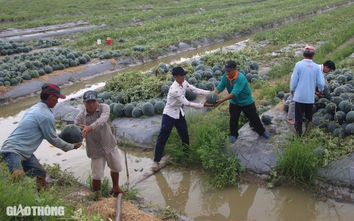 Nhộn nhịp thu hoạch dưa hấu Tết ở Bạc Liêu