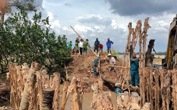 Vĩnh Long họp khẩn ứng phó triều cường làm vỡ đê bao nhiều nơi