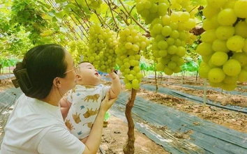 Từ ruộng lúa sang giàn nho và câu chuyện đổi thay ngọt lành ở Dân Hòa