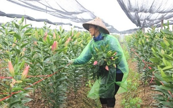 Giữ hồn quê cho nông thôn Hà Nội thời hội nhập