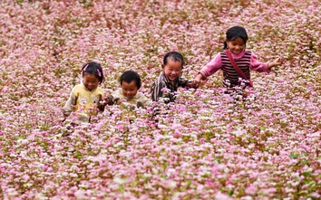 Tuyên Quang: Chuẩn bị tổ chức Lễ hội hoa Tam Giác Mạch lần thứ XI