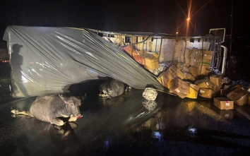 Hà Tĩnh: Trâu bò thả rông trên đường gây tai nạn, chủ trâu có vô can?