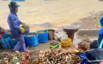 Đắk Lắk: Làng chài Sông Cầu tả tơi sau lũ dữ, xác tôm hùm phơi ở vệ đường