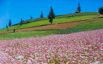 Tuyên Quang phân luồng, đảm bảo an toàn giao thông dịp lễ hội Hoa tam giác mạch