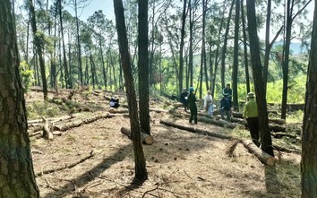 Lợi dụng tận thu để phá rừng thông ở Nghệ An: Đủ căn cứ sẽ chuyển hồ sơ sang công an