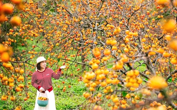 Du khách "săn" ảnh đẹp ở vườn hồng trên cao nguyên Mộc Châu